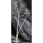 Euphorbia balsamifera ssp. balsamifera 4-inch pots