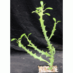 Euphorbia barnhartii 5-inch pots