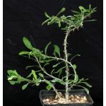 Euphorbia berorohae one-gallon pots