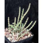 Euphorbia gillettii ssp. tenuoir one-gallon pots