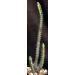 Euphorbia boranensis (spiny form) 5-inch pots