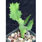 Euphorbia bougheyi 3-inch pots