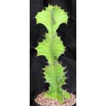 Euphorbia bougheyi x pseudocactus 2-gallon pots