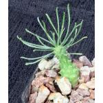 Euphorbia brakdamensis 2-inch pots
