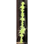 Euphorbia breviarticulata 2-gallon pots
