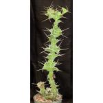 Euphorbia breviarticulata 8-inch pots