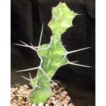 Euphorbia breviarticulata one-gallon pots