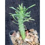Euphorbia bubalina 2-inch pots