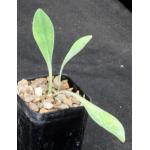 Euphorbia bupleurifolia 2-inch pots