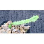 Euphorbia buruana 2-inch pots