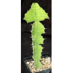 Euphorbia bussei var. kibwezensis 5-inch pots