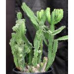 Euphorbia bussei var. kibwezensis (crest) 5-gallon pots
