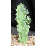 Euphorbia bussei var. kibwezensis (crest) 5-inch pots