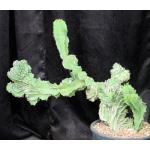 Euphorbia bussei var. kibwezensis (crest) 3-gallon pots