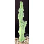 Euphorbia bussei var. kibwezensis (crest) one-gallon pots