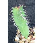 Euphorbia cactus (seedlings) 2-inch pots
