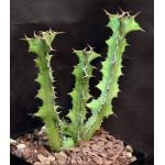 Euphorbia cactus var. tortirama one-gallon pots