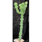Euphorbia cactus 8-inch pots