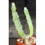 Euphorbia caerulescens 4-inch pots