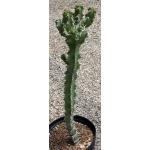 Euphorbia caerulescens 5-gallon pots