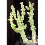 Euphorbia caerulescens 5-gallon pots