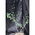 Euphorbia californica one-gallon pots