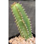Euphorbia canariensis 5-inch pots
