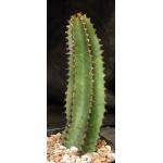 Euphorbia canariensis one-gallon pots