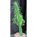 Euphorbia candelabrum 8-inch pots