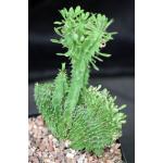 Euphorbia candelabrum (crest) one-gallon pots