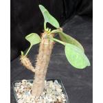 Euphorbia capmanambatoensis 5-inch pots