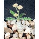 Euphorbia capmanambatoensis 2-inch pots