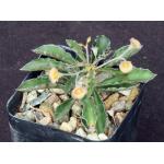 Euphorbia capsaintemariensis 2-inch pots