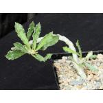 Euphorbia capsaintemariensis 5-inch pots