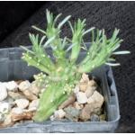 Euphorbia caput-medusae 4-inch pots