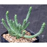Euphorbia caput-medusae 5-inch pots