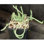Euphorbia caput-medusae one-gallon pots
