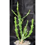 Euphorbia cattimandoo 2-gallon pots