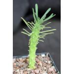 Euphorbia clandestina 5-inch pots