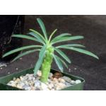 Euphorbia clava 4-inch pots