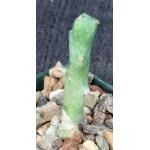 Euphorbia clivicola 5-inch pots