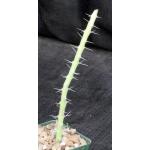 Euphorbia colubrina 4-inch pots