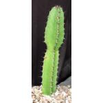 Euphorbia confinalis ssp. confinalis one-gallon pots