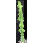 Euphorbia cooperi var. cooperi 5-inch pots