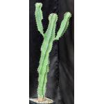 Euphorbia cooperi var. cooperi one-gallon pots