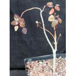 Euphorbia cotinifolia one-gallon pots