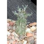 Euphorbia crassipes 4-inch pots