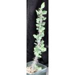 Euphorbia croizatii 4-inch pots