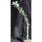 Euphorbia croizatii (color form) 5-inch pots