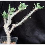 Euphorbia croizatii one-gallon pots